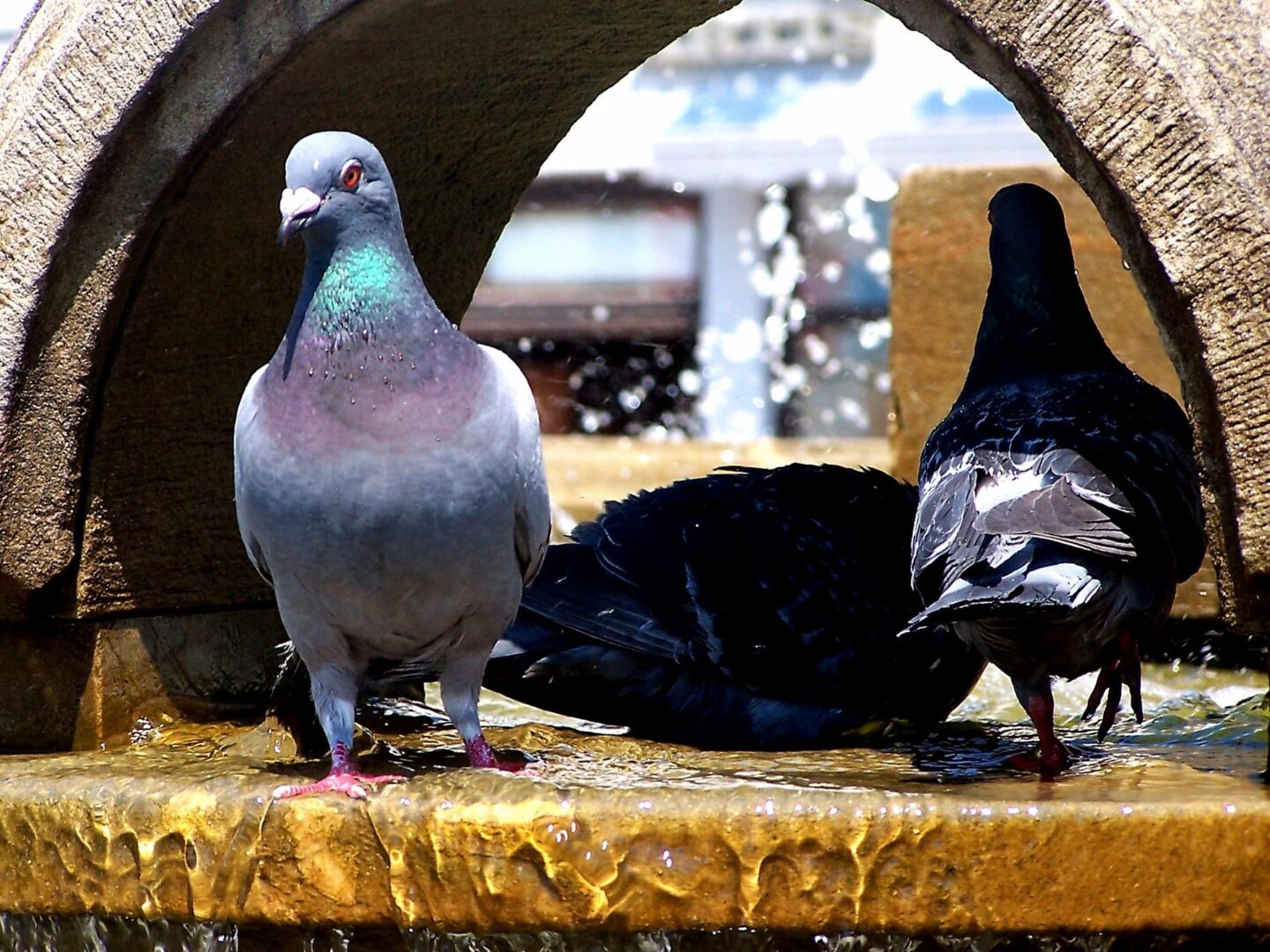 Three pigeons sitting on a bench in the sun.