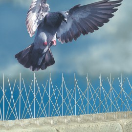 A pigeon flying over a fence with its wings spread.